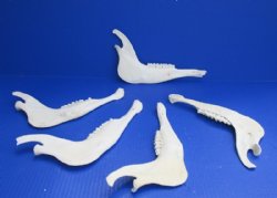 8 to 9 inches long Real African Blesbok Jaw Bones for Carving <font color=red> Wholesale</font>  - 25 @ $3.60 each