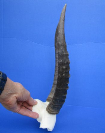 12 to 15 inches Blesbok Horns on Skull Plate, Cap for $39.99 each