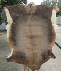 Blesbok Hides, Skins
