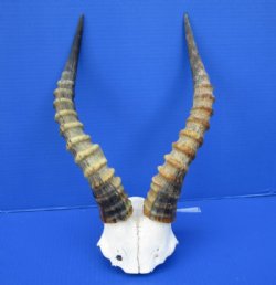 12 to 15 inches Blesbok Horns on Skull Plate, Cap for $39.99 each