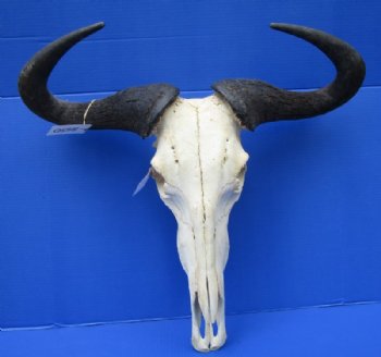 Large Blue Wildebeest Skull with Horn Spread 21 inches up <font color=red> Wholesale</font> - $110 each; 3 or more @ $100 each