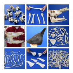 Articles - Cleaning Boar Skulls and Bones