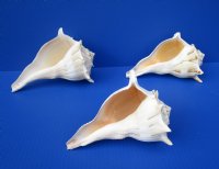 7 inches Lightning Whelks for Sale, or Left Handed Welk Shells, State Shell of Texas - 2 @ $11 each