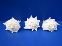 7 inches Lightning Whelks for Sale, or Left Handed Welk Shells, State Shell of Texas - 2 @ $11 each