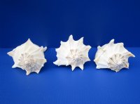 7 inches Lightning Whelks Shells, Left-Handed Whelks<font color=red> Wholesale</font> - 15 @ $6.30 each