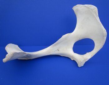 Water Buffalo Hip Bone Halves 16 to 20 inches - Packed 2 @ $17.50 each <font color=red> CLOSEOUT $11.50 EACH</FONT>