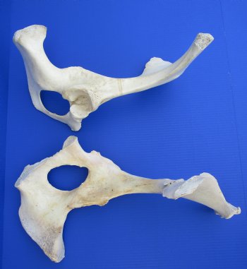 Water Buffalo Hip Bone Halves 16 to 20 inches - Packed 2 @ $17.50 each <font color=red> CLOSEOUT $11.50 EACH</FONT>