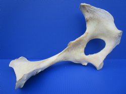 Water Buffalo Hip Bone Halves 16 to 20 inches - Packed 2 @ $17.50 each <font color=red> CLOSEOUT $11.50 EACH</FONT>