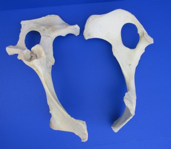 Water Buffalo Hip Bone Halves 16 to 20 inches - Packed 2 @ $17.50 each <font color=red> CLOSEOUT $11.50 EACH</FONT>