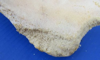 Water Buffalo Hip Bone Halves 16 to 20 inches - Packed 2 @ $17.50 each <font color=red> CLOSEOUT $11.50 EACH</FONT>