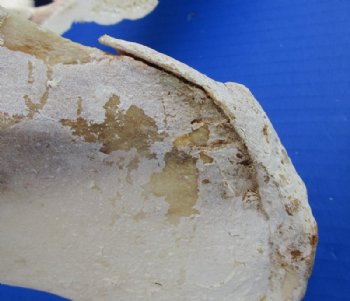 Water Buffalo Hip Bone Halves 16 to 20 inches - Packed 2 @ $17.50 each <font color=red> CLOSEOUT $11.50 EACH</FONT>