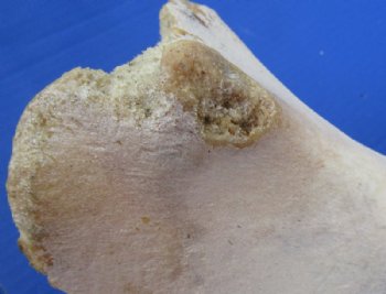 Water Buffalo Hip Bone Halves 16 to 20 inches - Packed 2 @ $17.50 each <font color=red> CLOSEOUT $11.50 EACH</FONT>