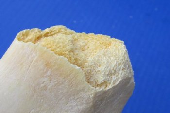 Water Buffalo Radius Bone from Front Leg 14 to 16 inches for $15.99