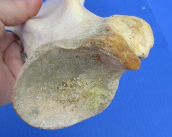 Water Buffalo Shoulder Blade Bones, Scapula 13 to 16 inches  - 2 @ $13.60 each