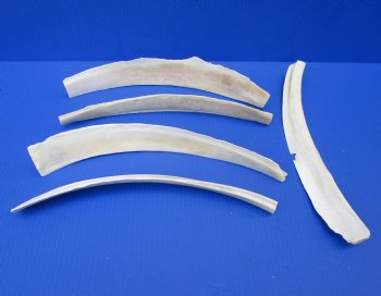 9 to 15 inches Water Buffalo Rib Bones - 2 @ $7.20 each