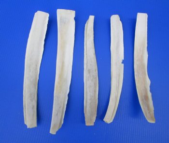 9 to 15 inches Water Buffalo Rib Bones - 2 @ $7.20 each