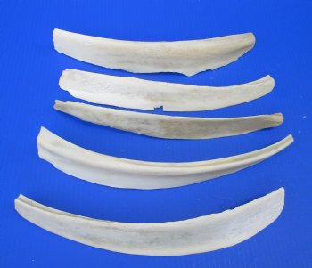 9 to 15 inches Water Buffalo Rib Bones - 2 @ $7.20 each