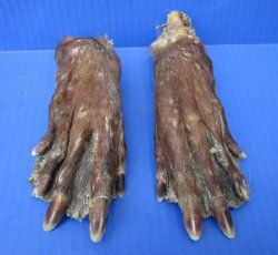 Buy Feet, Legs, Tails Shown