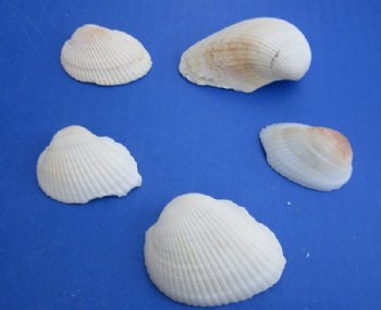 Cardium Edule Cockle Shells,1 to 2-1/2 inches   - $3.50 a kilo; 3 @  $2.75 a kilo