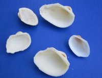 Cardium Edule Cockle Shells,1 to 2-1/2 inches   - $3.50 a kilo; 3 @  $2.75 a kilo
