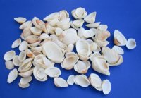 Cardium Edule Cockle Shells,1 to 2-1/2 inches   - $3.50 a kilo; 3 @  $2.75 a kilo