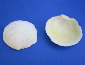 1-1/2 to 2-1/2 Codakia Tigrina Clam Shells for Sale - $5.00 a kilo;  3 bags @ $4.00 a kilo