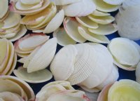 1-1/2 to 2-1/2 Codakia Tigrina Clam Shells for Sale - $5.00 a kilo;  3 bags @ $4.00 a kilo