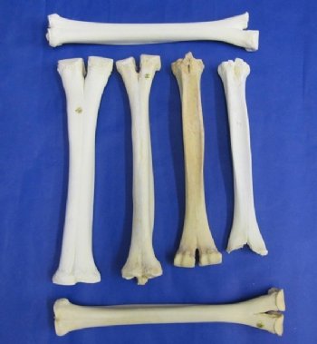 Camel Bones