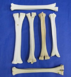Camel Bones