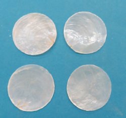 Capiz Shells - Windowpane Oyster Shells