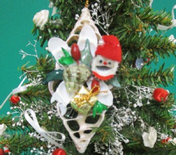 4 inches Center Cut Trochus Seashell Christmas Ornaments with Tiny Gift Box <font color=red> Wholesale </font>  -  70 @ $1.40 each
