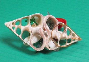 4 inches Center Cut Trochus Seashell Christmas Ornaments with Tiny Gift Box <font color=red> Wholesale </font>  -  70 @ $1.40 each