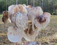 38 inches long Saddle Oyster Shell Wind Chime - $18.99 each