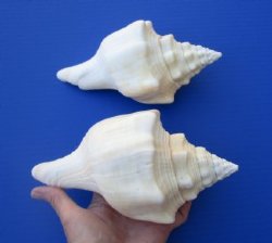 Chank Shells