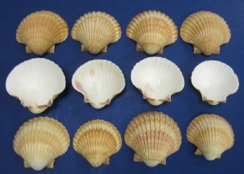 Scallops, Clams, Cockles, Pecten Shells