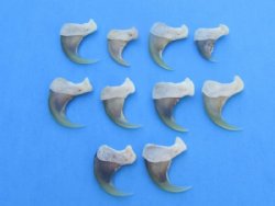 Authentic Bobcat Claws - 10 @ $2.10 each