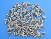 North American Porcupine Claws <font color=red> Wholesale</font> - 110 @ .85 each