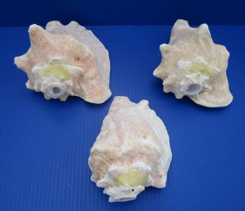 7" to 8" Pink Conch Shell Horn for Sale - $15.55 each