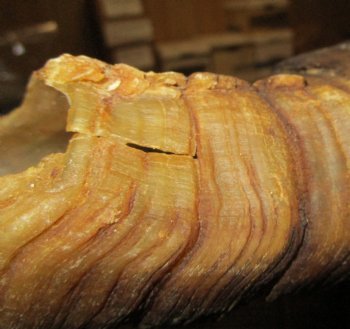 Large African Goat Horns 14 to 18 inches - 2 @ $11.50 each; 6 @ $10.80 each