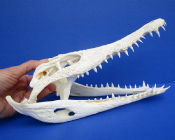 Nile Crocodile Skulls