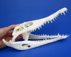 Nile Crocodile Skulls