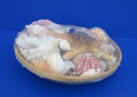 10" Round Basket of Shells - Case: 15 @ $6.00 each; <font color=red> Wholesale</font> 2 or More @ $5.30 each