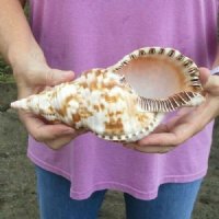 Atlantic Triton's Trumpet Shells <FONT COLOR=RED>Wholesale </FONT> 9 to 9-7/8 inches long - Case of 8 @ $21.00 each