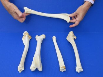 10 to 12 inches Real Whitetail Deer Leg Bones - 5 @ $6.00 each <font color=red> Sale Price $4.50 each</font>