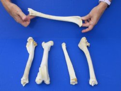 10 to 12 inches Real Whitetail Deer Leg Bones - 5 @ $6.00 each <font color=red> Sale Price $4.50 each</font>