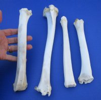 10 to 12 inches Whitetail Deer Leg Bones <font color=red> Wholesale</font> 25 @ $4.00 each  <font color=red> Sale $3.00 each</font>