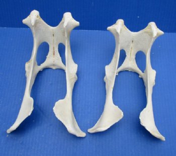 Whitetail Deer Pelvis Bone, 8-1/2 to 10 inches long for $11.99 each