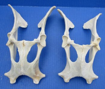 Whitetail Deer Pelvis Bone, 8-1/2 to 10 inches long for $11.99 each
