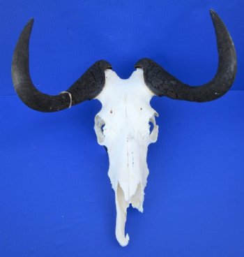 Discount Animal Skulls - Craft Grade, Grade B