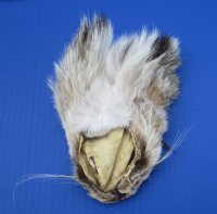 5-1/2 to 6-1/2 inches Tanned Bobcat Face Pelts for Sale - $8.99; 2 @ $8.25 each 